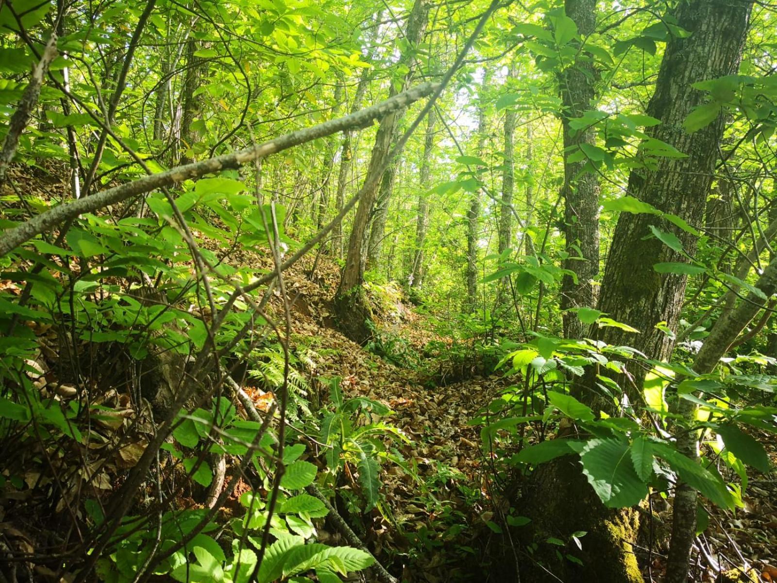Finca Naturacanaria Moya  Екстериор снимка