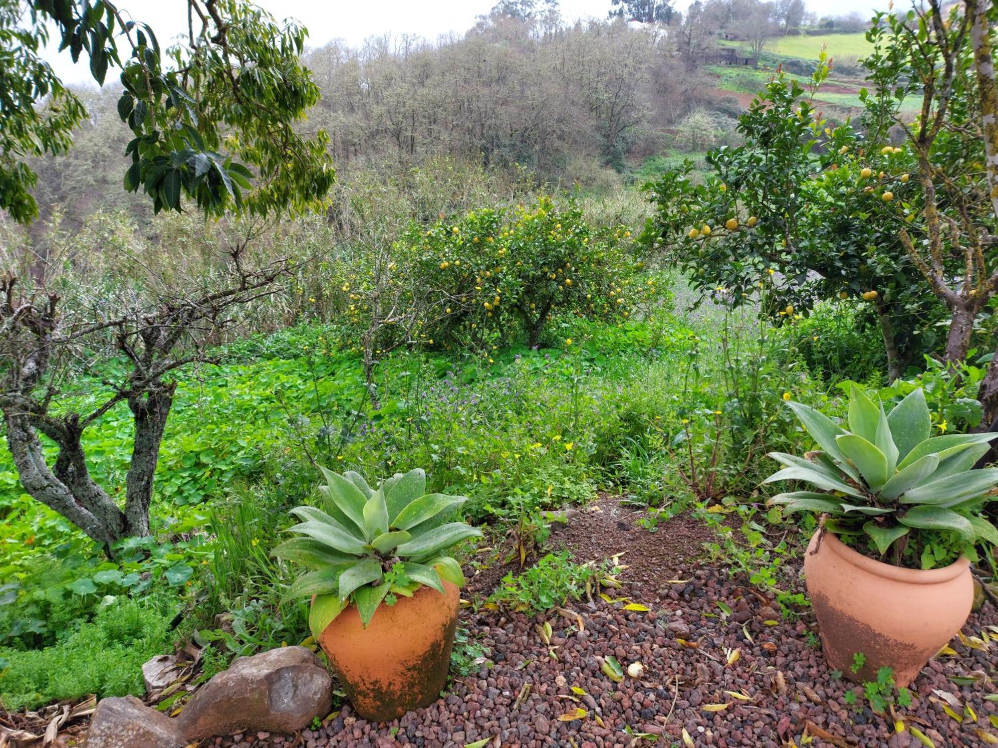 Finca Naturacanaria Moya  Екстериор снимка